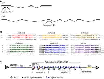 Inactivation of the β(1,2)-xylosyltransferase and the α(1,3)-fucosyltransferase genes in Nicotiana tabacum BY-2 Cells by a Multiplex CRISPR/Cas9 Strategy Results in Glycoproteins without Plant-Specific Glycans